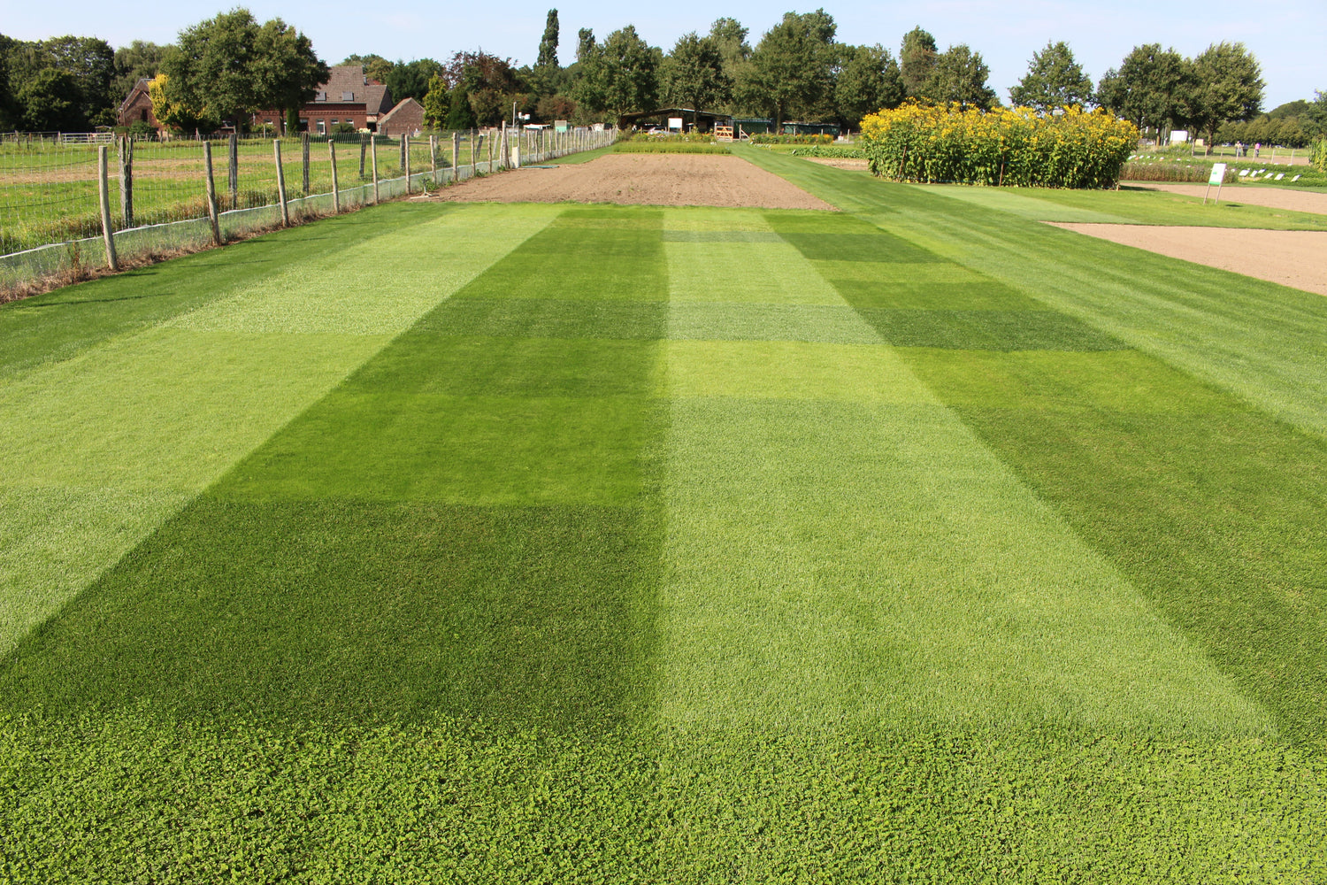 Was sind eigentlichen Spitzensorten bei Rasengräsern und wie erkenne ich diese?
