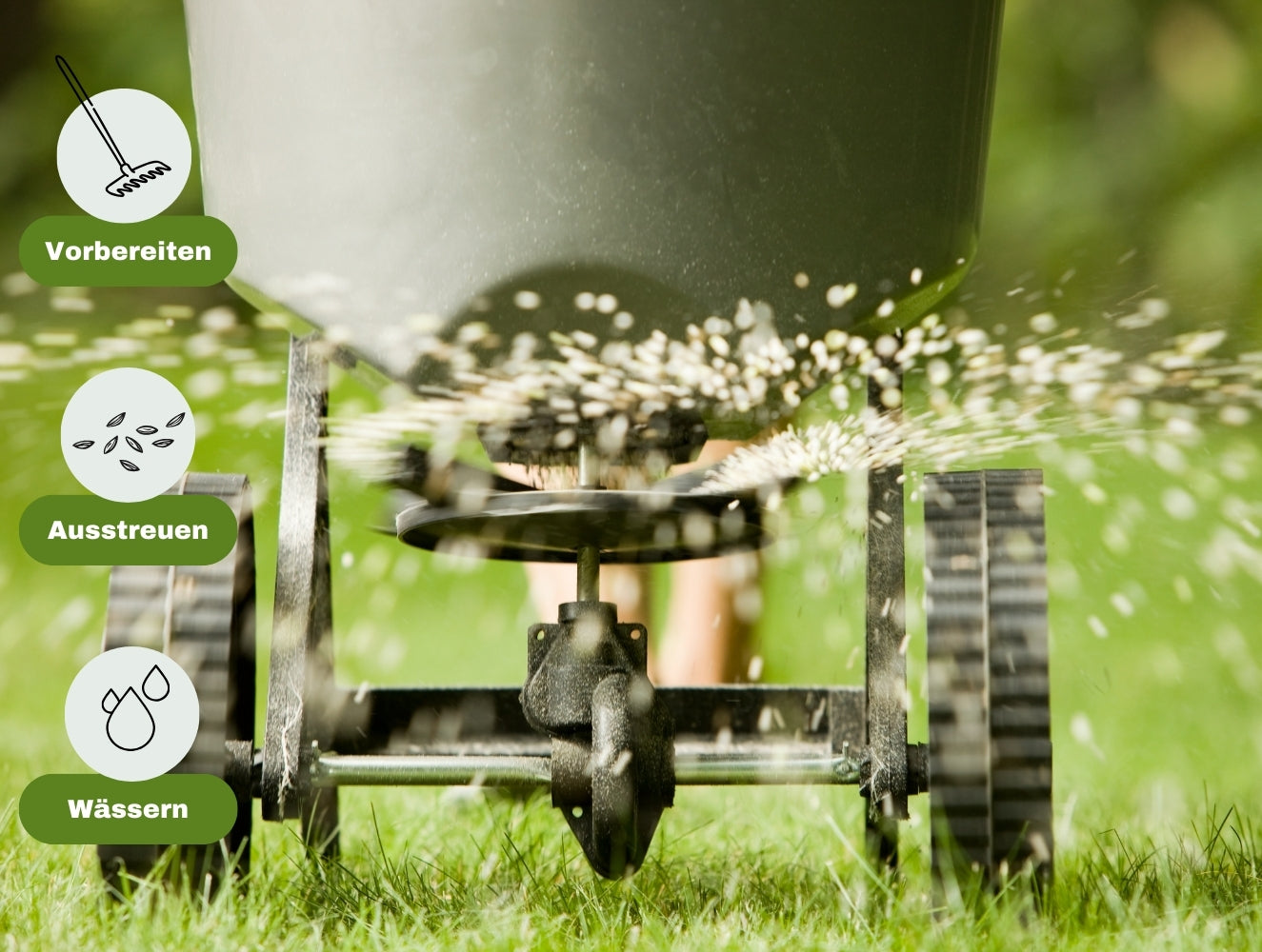 Rasen richtig säen